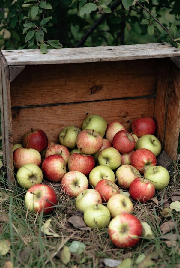 Farm-Grown Apples